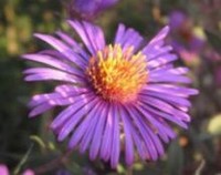 紫菀花的花语是什么，紫菀花的传说故事/回忆、真挚的爱