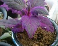 紫鹅绒花怎么繁殖，紫鹅绒的扦插方法/春秋扦插1周生根