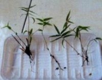 风尾竹怎么繁殖，风尾竹的繁殖方法（扦插/分株/播种）