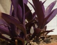 紫竹兰叶子发黄怎么办，改善环境/适宜光照/合理浇水施肥