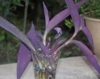 紫竹兰可以水养吗，水养紫竹兰的养殖方法/一枝二插三养护