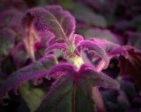 紫鹅绒怎么养，紫鹅绒的养殖方法和注意事项/不耐寒怕强光