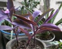 紫竹兰怎么繁殖，紫竹兰的繁殖方法/春秋扦插成活率100%