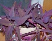 紫竹兰怎样修剪漂亮，紫竹兰的修剪方法/三招弄出完美造型
